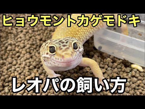 ヒョウモントカゲモドキの飼い方