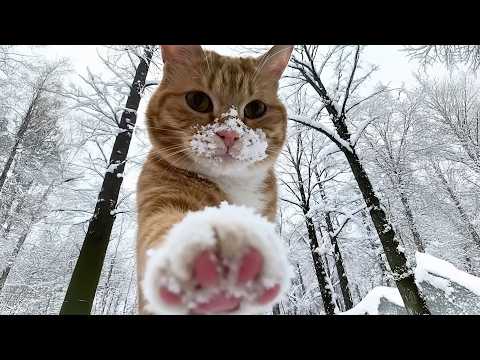 Funny Cats Facing Their First Winter 😂❄️ The Funniest CATS Video 2026