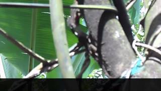 preview picture of video 'Iguanas pequeñas peleando en Valladolid, Yucatán o ¿ es Amor Apache? Iguanas fighting'