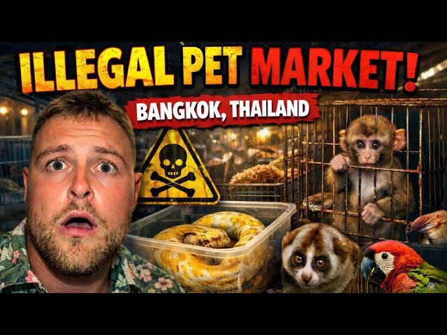 Inside Bangkok’s🇹🇭 Illegal Exotic Animal Market! SDDEFAULT Thumbnail