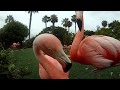 Pink Flamingo Attacking Camera At The San Diego Zoo