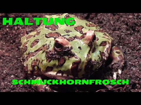 HALTUNGS BASICS SCHMUCKHORNFROSCH / Ceratophys cranwelli / PACMAN FROG