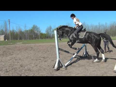 Horses : Keisijs (For Sale)