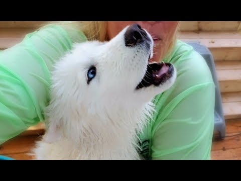 Husky Puppy Talks!!!