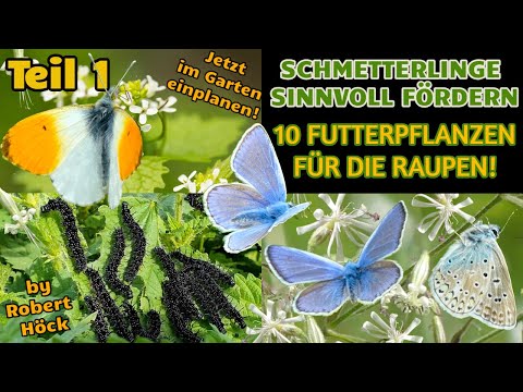 Schmetterlinge: 10 wichtige Futterpflanzen für Raupen, von Bläuling bis Aurorafalter! #naturgarten