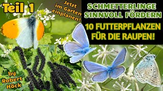 Schmetterlinge: 10 wichtige Futterpflanzen für Raupen, von Bläuling bis Aurorafalter! #naturgarten