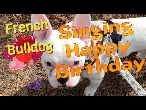 French Bulldog running and singing Happy Birthday |...