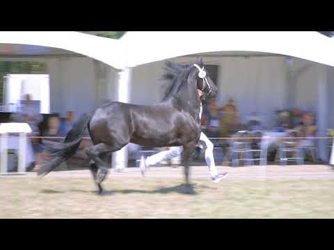 Fokdag &quot;Het Friesche Paard Zuid-Nederland&quot;