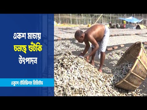 দুইশ কোটি টাকার শুঁটকি তৈরির লক্ষ্যে পরিশ্রম করছেন  নারী-পুরুষ