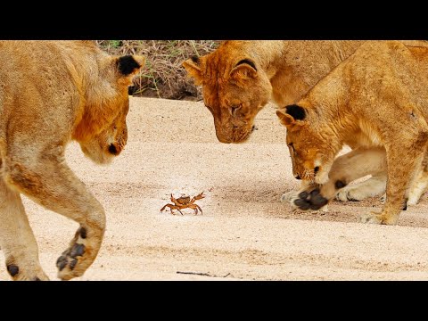 1 Crab Takes on Pride of Lions