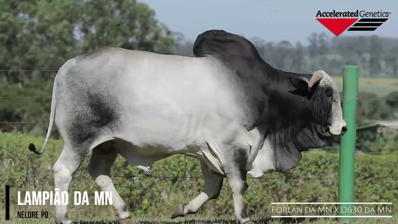 Vídeo LAMPIÃO DA MN