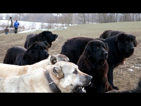 Ciobăneștii CORBI și KANGALI ai lui POP SABIN | A PIERDUT 7 CÂINI, câțiva SFÂȘIAȚI de URS 2023