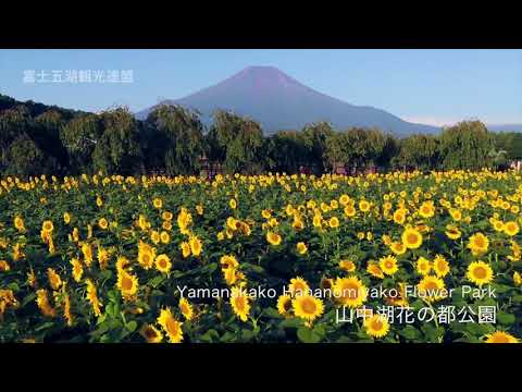 山中湖花の都公園(ヒマワリ)