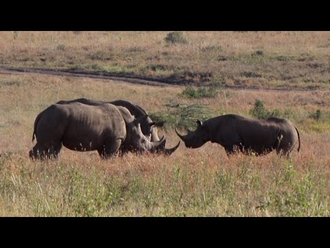 Black rhino confronts two massive white rhinos