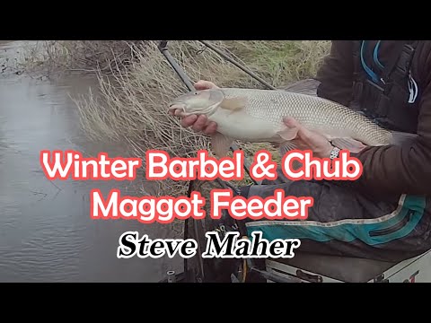 Targeting Winter Barbel and Chub With a Maggot Feeder. The Best Cold Water Fishing Techniques