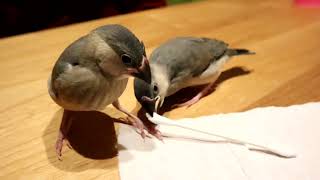 綿棒であそぶ文鳥