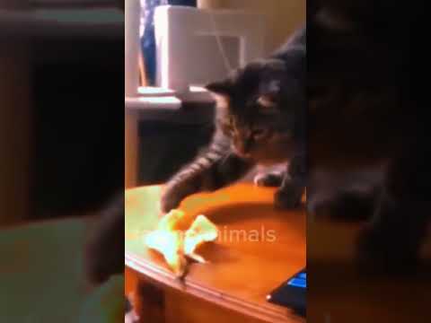 new funny animals 😀😀😀funniest cats and dogs videos🐶😸🐈🐶 #fahim