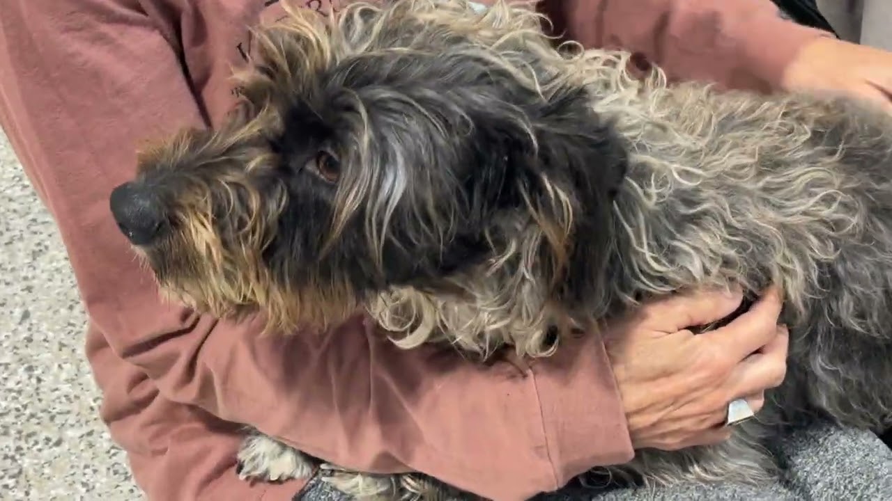 Enlarge Charlie - the handsome low rider, a Adoptable mixed breed in Austin, TX video 6/6