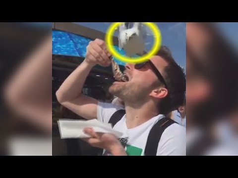 Diebische Möwe schnappt sich Hering vom Mund