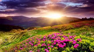 Colorful Flowers Field (HD1080p)