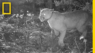 Listen: Cougars Are Terrified of Human Chatter | National Geographic