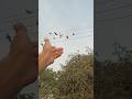 9 Kabutar Full Hand Tame Hand Tame Pigeon Video Shorts Pigeon Viral