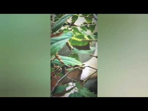 download lagu mp3 mp4 David Solans Instagram, download lagu David Solans Instagram gratis, unduh video klip David Solans Instagram