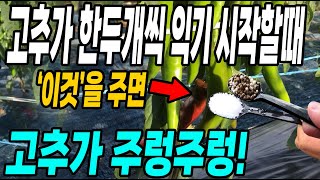 고추가 한두개씩 익기 시작할때 이것을 주면 고추가 주렁주렁! 이때가 가장중요해요 병충해 없이 키우는방법