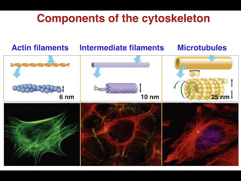 Animal and Plant Cell Cytoskeleton _Dixit,  2020