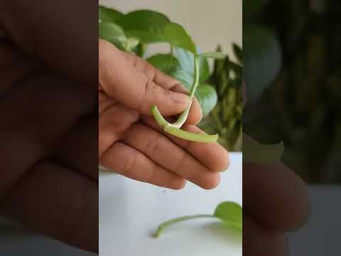 how to propagate money plant?