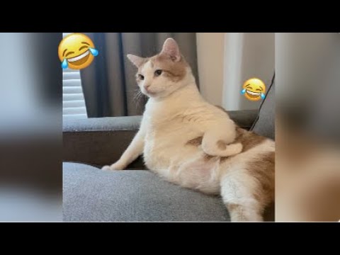 Try Not To Laugh 😅 Best Funny Cats and Dogs Videos 2026 😹🐶 Part 6