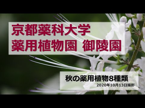 【京都薬科大学】薬用植物園 御陵園 第5弾「秋の薬用植物」