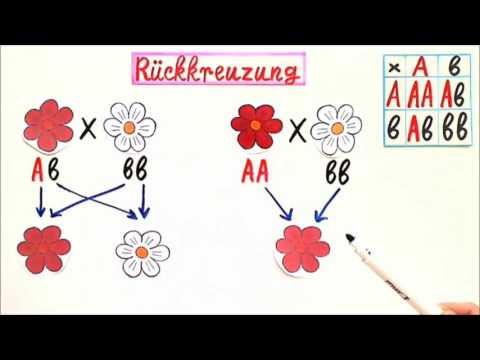 Rueckkreuzung in der Biologie