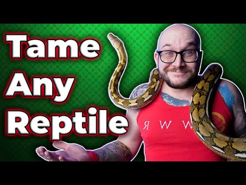 Tame any "AGGRESSIVE" Reptile EVRYTIME! 3 Simple Steps!