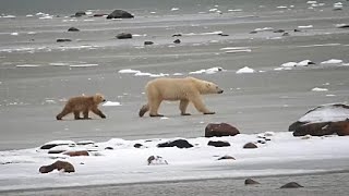 Explore Tundra Buggy One -  Female Polar bear with cub.