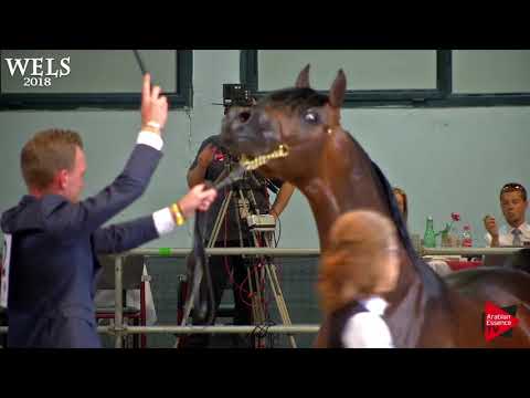 N.62 AL PERFECTO - Wels 2018 - 3 Years Old Colts (Class 6)