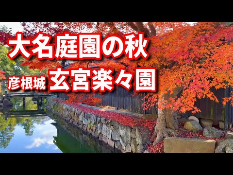 Folhas de outono no Castelo de Hikone Genkyuen Rakurakuen, um local pitoresco designado nacionalmente/jardim Daimyo no início do período Edo