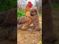 Friendship Puppy And Chicken A Beautiful Moment 191 Shorts
