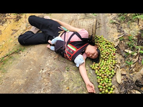 Harvesting Tam Hoa plums for sale - taking care of the pigs - the daily life of a single mother