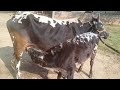 Bull Calf Feeding Cows Video