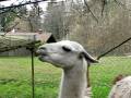 Lama cracheur