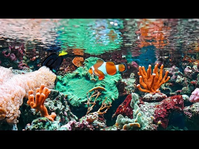 Costs of a Saltwater Reef Tank | Aquarium Care