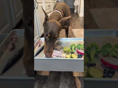 Доберман Обжора #помощьбездомным #dog