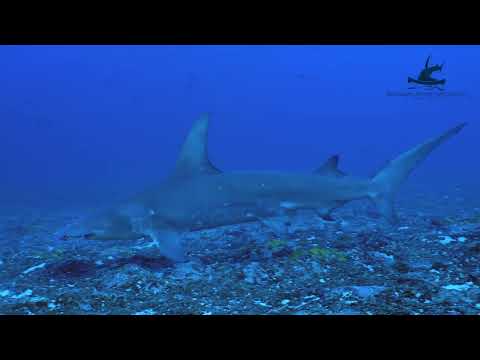 🦈 𝗠𝗶𝘀𝘀𝗶𝗼𝗻 𝗧𝗮𝗺𝗮𝘁𝗮𝗿𝗼𝗮 🦈