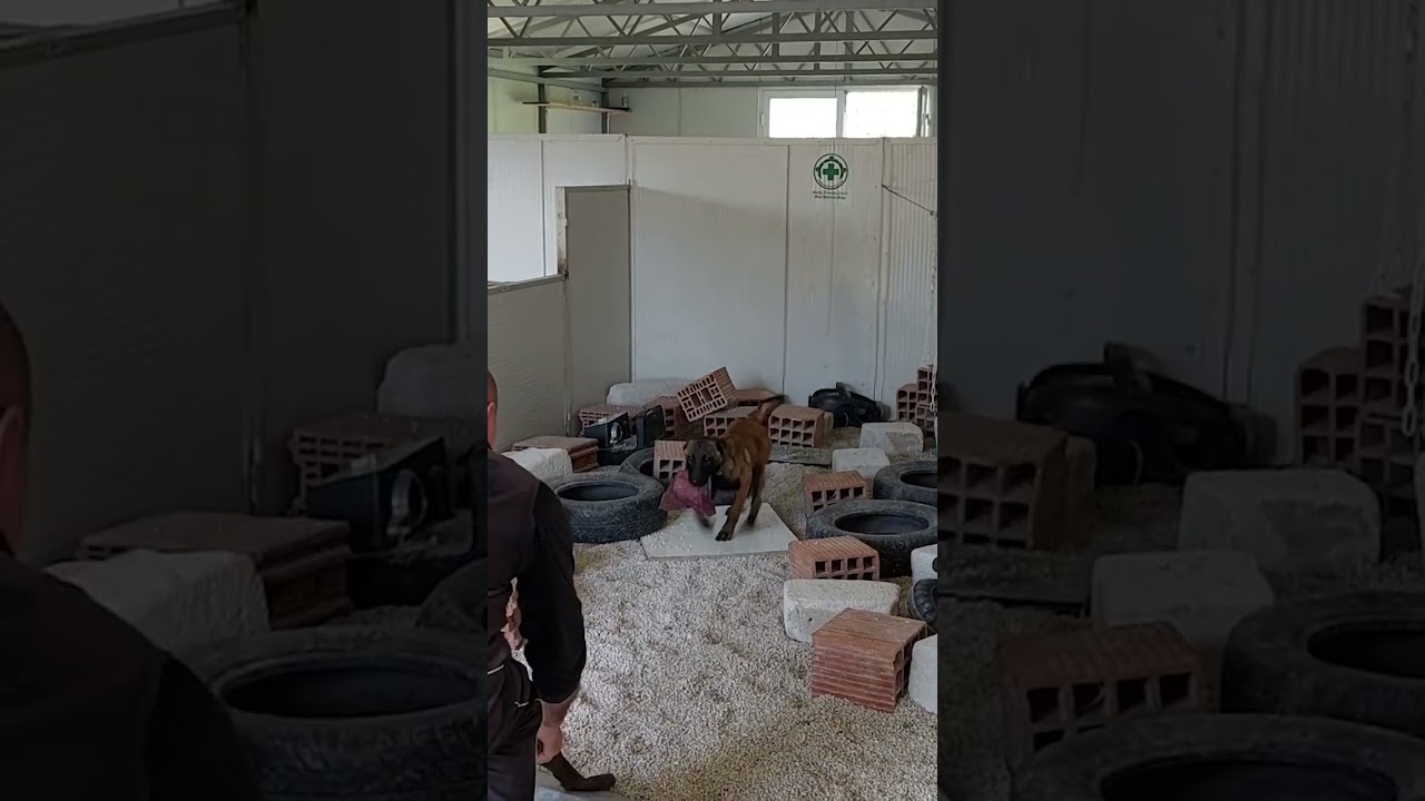 Norsk Folkehjelp Ansett en minehund Ada - Itema