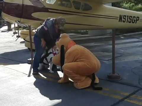 Service Dog Meets Pluto For the First Time