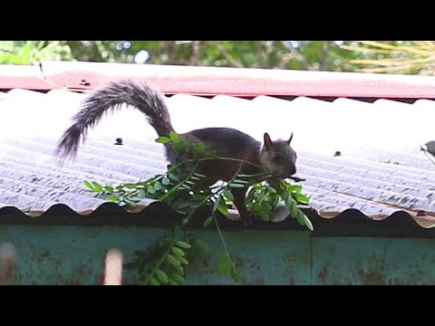 Variegated Squirrel Building a Nest Using Tree Branches it Harvests from a nearby Tree