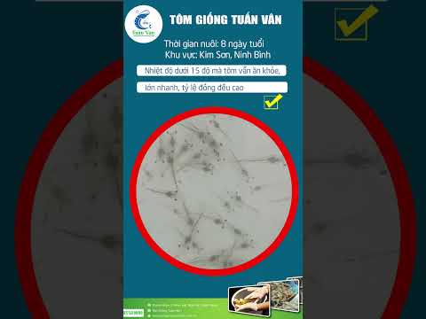 TÔM GIỐNG TUẤN VÂN 8 NGÀY NUÔI NINH BÌNH