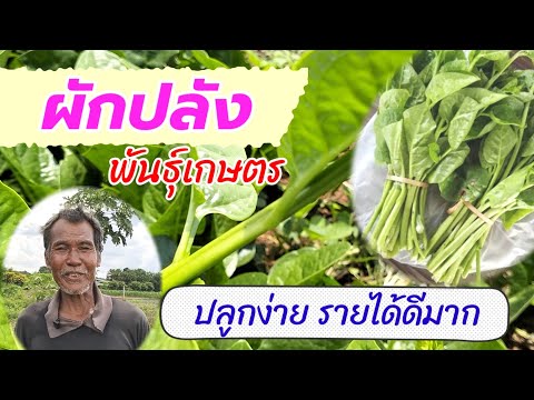 Water spinach, a local vegetable, easy to grow and very profitable.