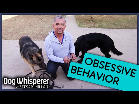 Dog Wont's Stop Chasing Shadows! 👀 | Dog Whisperer With Cesar Millan